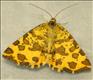 1909 (70.229) Speckled Yellow